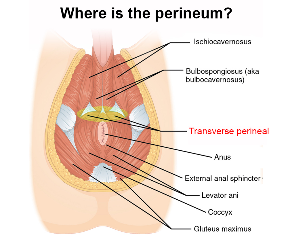 What is male perineal stimulation?