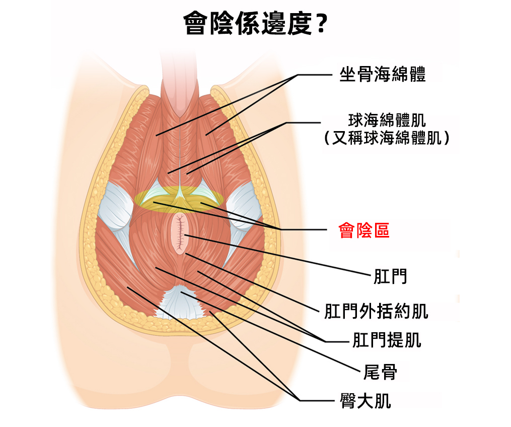男性會陰刺激係咩?