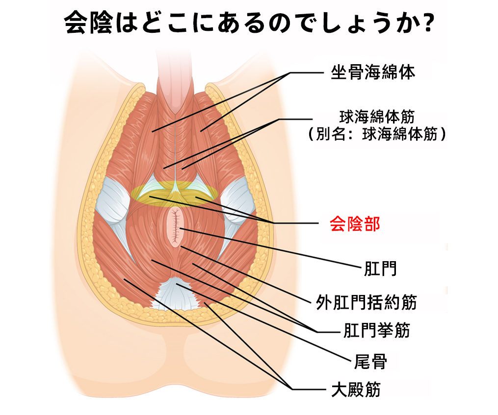 男性の会陰刺激とは?